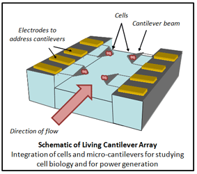 Schematic of Living Cantilever Array