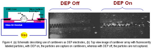 Figure 4: (a) Schematic describing use of cantilevers as DEP electrodes, (b) Top view image of cantilever array with fluorescenctly labeled particles, with DEP on, the particles are capture on cantilevers, whereas with DEP off, the particles are not captured.