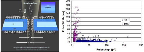 Figure 6: (b) Schematic of a selective nanopore channel, (b) Pulses of current as DNA passes through the nano-channel showing the discrimination between single base mismatch (Iqbal, et al. 2006)